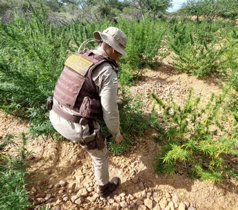 Polícia Militar erradica 15 mil pés de maconha em Casa nova na Bahia