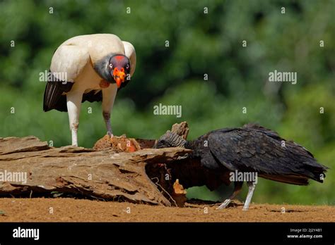 King Vulture - feeding Sarcoramphus papa Boco Tapada, Costa Rica ...