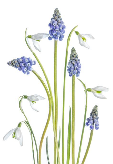 Muscari And Galanthus Wallpaper Beautiful Spring Flowers