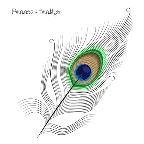 Pluma De Pavo Real Sobre Fondo Blanco Vector Premium