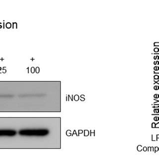 A Cell Viabilities Of The Isolated Compounds Measured Using The