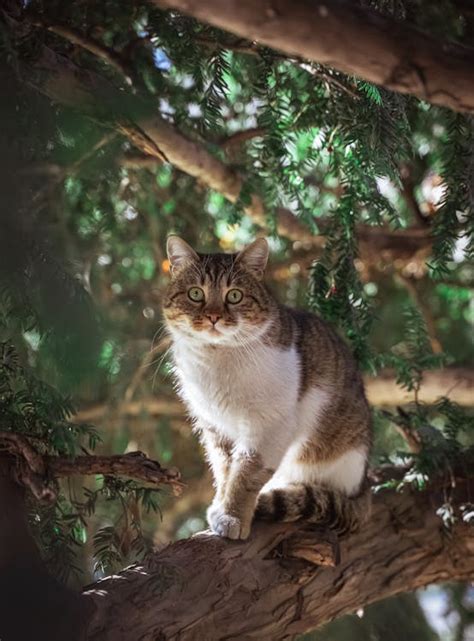 Photo of Cat Climbing on Tree · Free Stock Photo