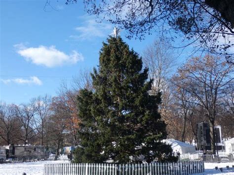 Christmas Tree For Boston With A Nova Scotia Connection