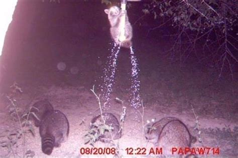 Unexpected Photos Captured On Trail Cams