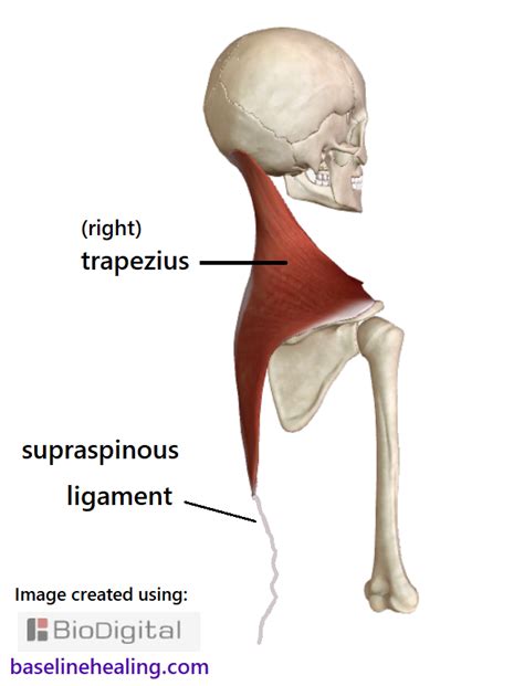 Nuchal Ligament Supraspinous Ligament