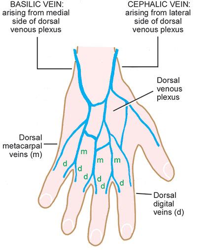 Dorsal Venous Arch Hand