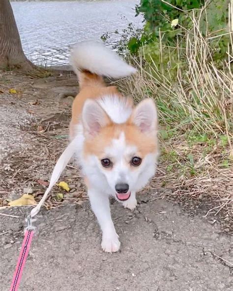 Corgi Pom Corgi And Pomeranian Mix Info Pictures Facts Faqs And More