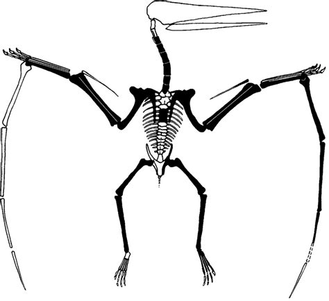 Pterosaur Skeleton