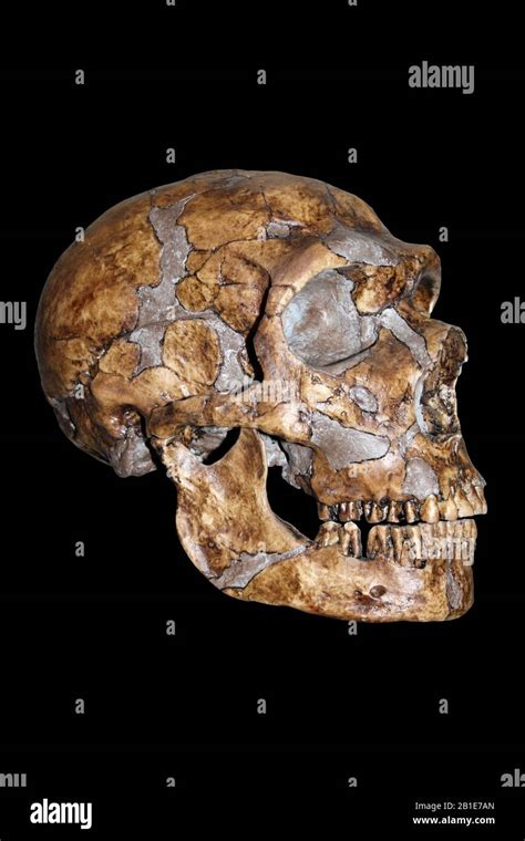 Neandertal Neanderthal Homo Neanderthalensis Banque De Photographies Et