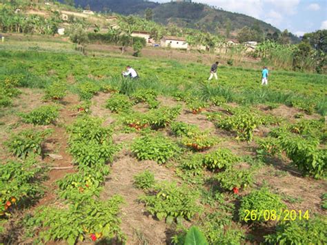 HORTICULTURE – Rwanda Best