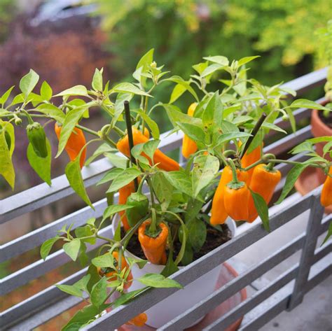 Balcony Plants The Best Fruit And Veg To Grow On Balconies