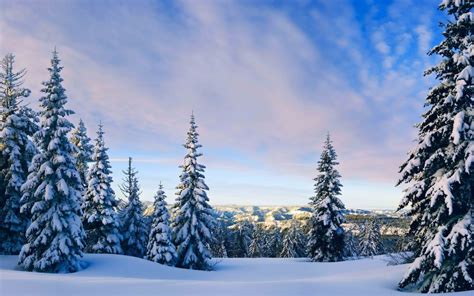 Fondos De Pantalla Pinos Verdes Sobre Suelo Cubierto De Nieve Bajo Las