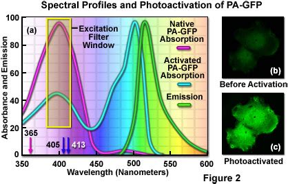 Zeiss Microscopy Online Campus Optical Highlighter Fluorescent Proteins