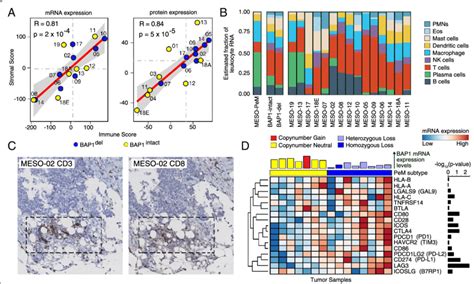 Immune Cell Infiltration In Pem A Correlation Between Immune Score And