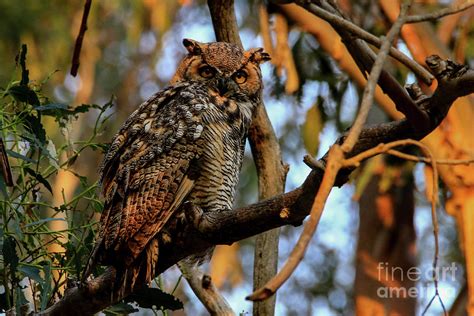 Young Great Horned Owl Screeching Photograph by Craig Corwin - Fine Art ...