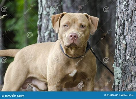 Male American Pitbull Terrier Dog Pet Adoption Photography Stock Image