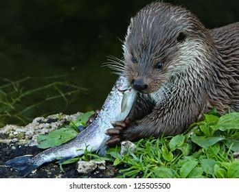 European Otter Eating Fish Stock Photo 125505500 | Shutterstock