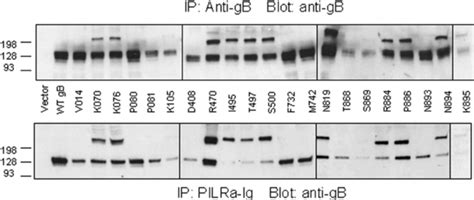 Western Blots Showing The Relative Amounts Of Wild Type Wt Gb And