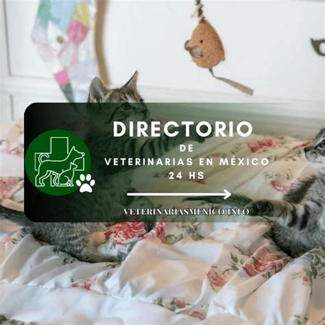 Las Mejores Veterinarias En Telchac Puerto Hs