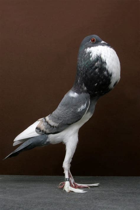 Know Your Pigeons: The Pouter Pigeon - Pigeon Patrol Canada - Bird ...