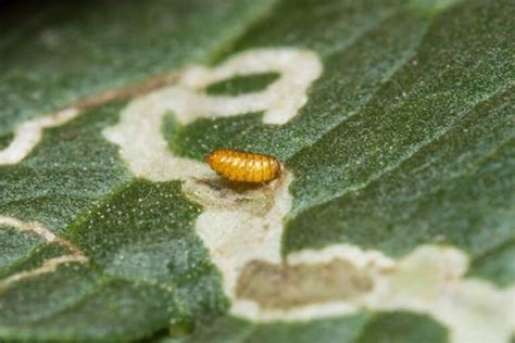 Ways To Get Rid Of Leaf Miners Solved The Spicy Trio