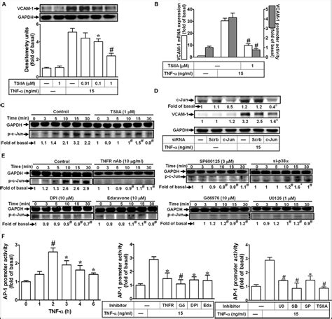 Frontiers Nadph Oxidase Ros Dependent Vcam Induction On Tnf