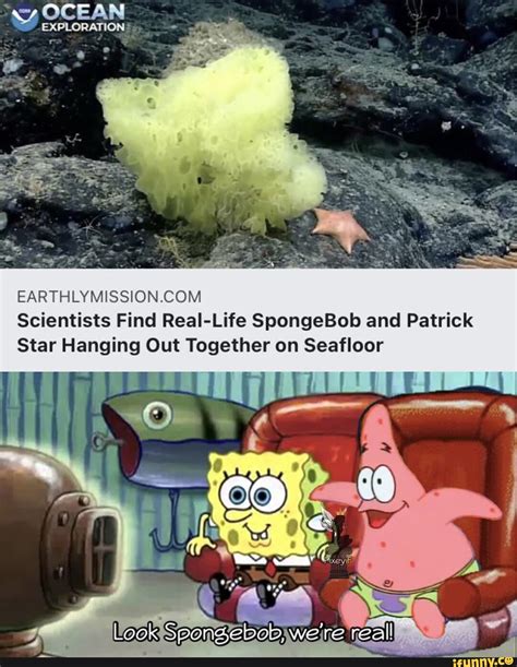 Ocean Scientists Find Real Life Spongebob And Patrick Star Hanging Out Together On Seafloor Look