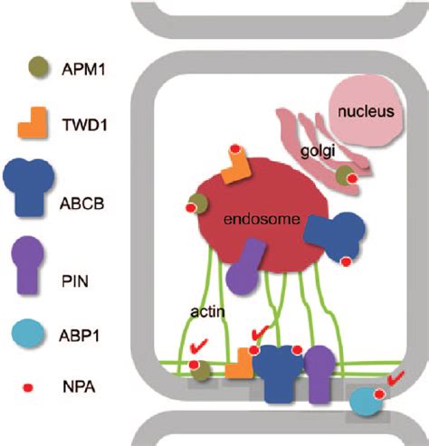 Location And Roles Of Verified Npa Targets Vesicle Dependent Transport