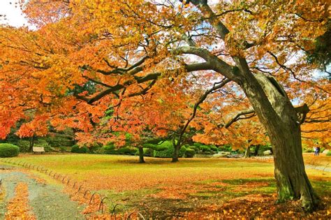 Parco Giapponese In Autunno A Tokyo Giappone Immagine Stock Immagine