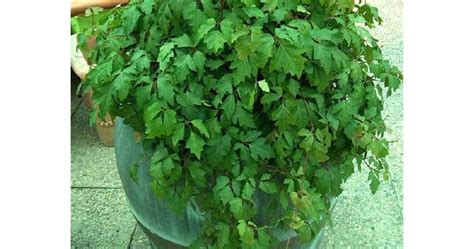 Как се гледа стайната лоза | Български Фермер