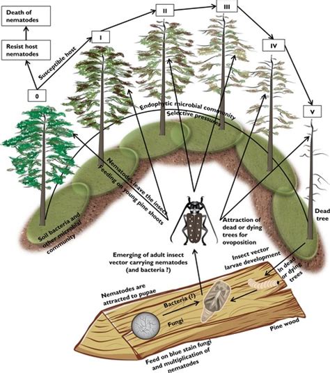 Understanding Pine Wilt Disease Roles Of The Pine Endophytic Bacteria