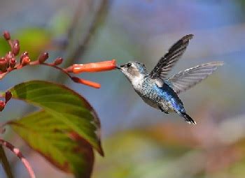 Bee Hummingbird Facts: Lesson for Kids | Study.com