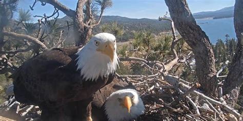 Eggs of 2 California bald eagles likely won't hatch, US Forest Service ...