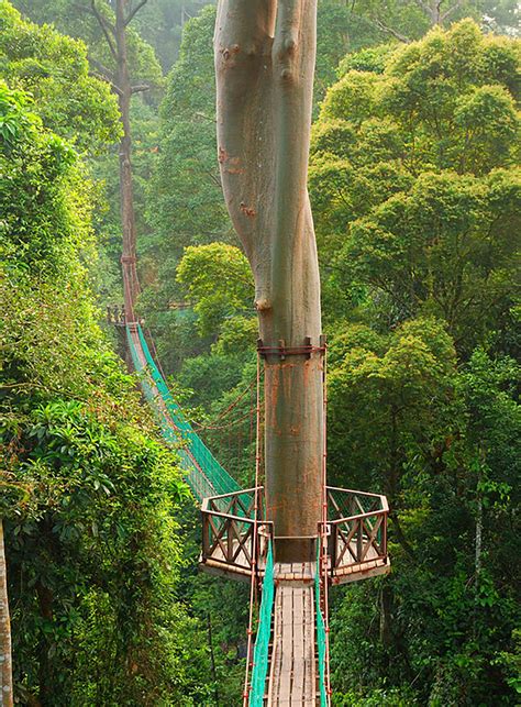 Tallest Tropical Trees In Sabah