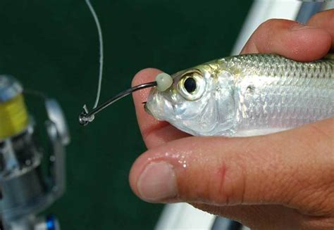 Fishing Hooks Types and Sizes to Consider for Anglers