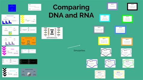 RNA And DNA By Veronica Schechinger On Prezi