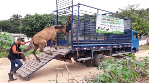 Meio Ambiente De Olinda Intensifica Recolhimento De Animais Soltos