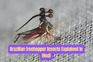 Brazilian Treehopper Insects Explained In Hindi