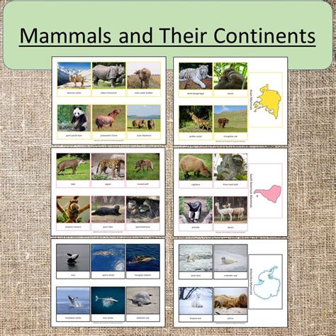 Mammals and Their Continents Science Geography Study | Made By Teachers