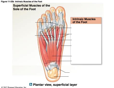 A P Diagram B Intrinsic Muscles Of The Foot Diagram Quizlet