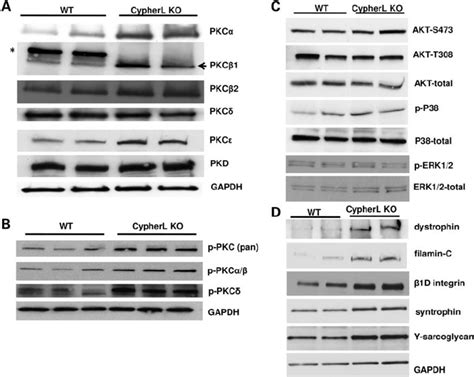 Activation of PKC pathways and no alteration in the activities of AKT ... 