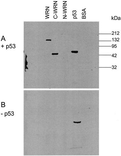 P53 Binds To The Carboxyl Terminal Region Of WRN But Not To The