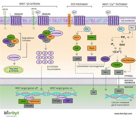 Wnt Pathway Biorbyt