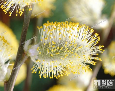 Pussy Willow Catkins Of Dwarf Weeping Willow Salix Caprea Kilmarnock Stock Photo Picture And