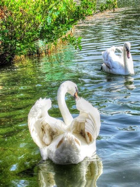 two swans are swimming in the water together