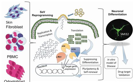 Overview Of Cellular Reprogramming Into Ipscs Using Non Transmissible