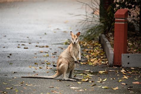 Exploring the Unique Kangaroo Habitat: An In-Depth Look into the ...