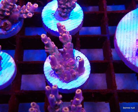 Acropora Microclados Indonesie Marinehome