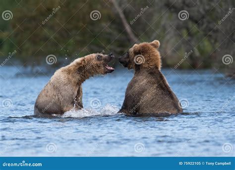 Two Alaskan Brown Bears Playing Stock Image Image Of Alaska Teeth