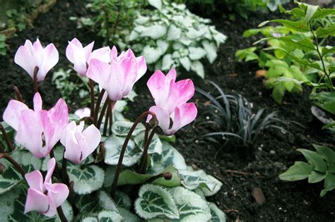 Planting A Shady North Facing Garden HAWKMOTH GARDEN DESIGN